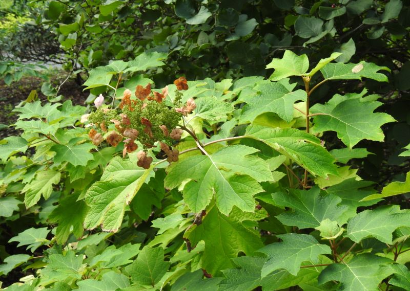 Hydrangea quercifolia Pee Wee