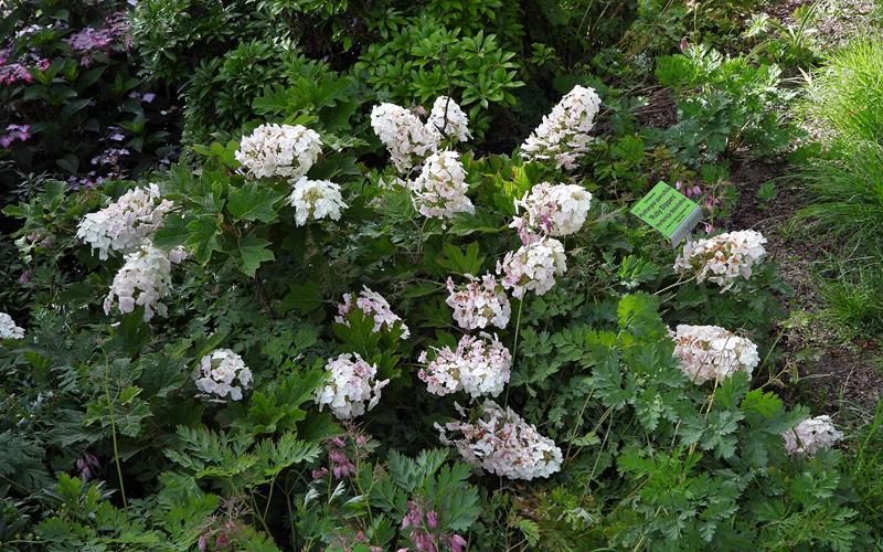 Hydrangea quercifolia Ruby Slippers