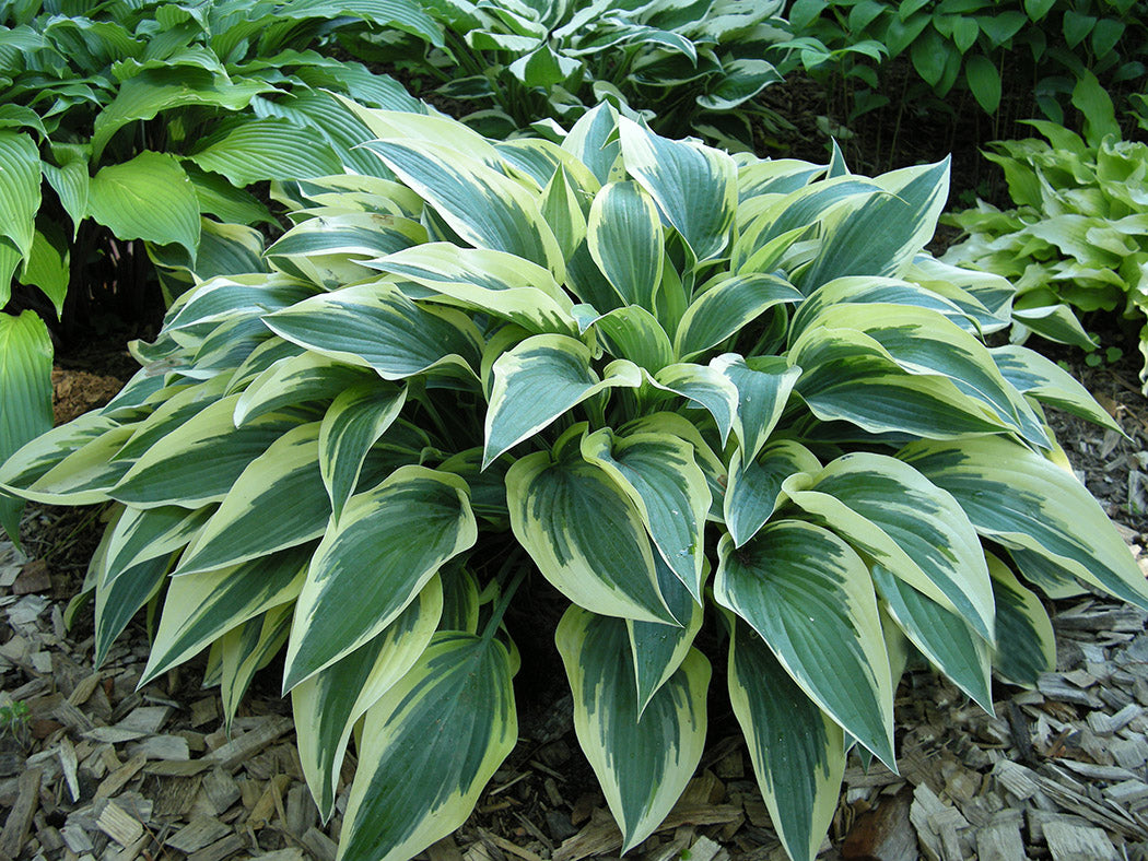 Bobcat Hosta Plant