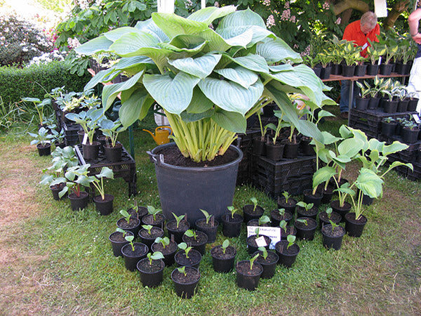 Empress Wu Hosta Plant