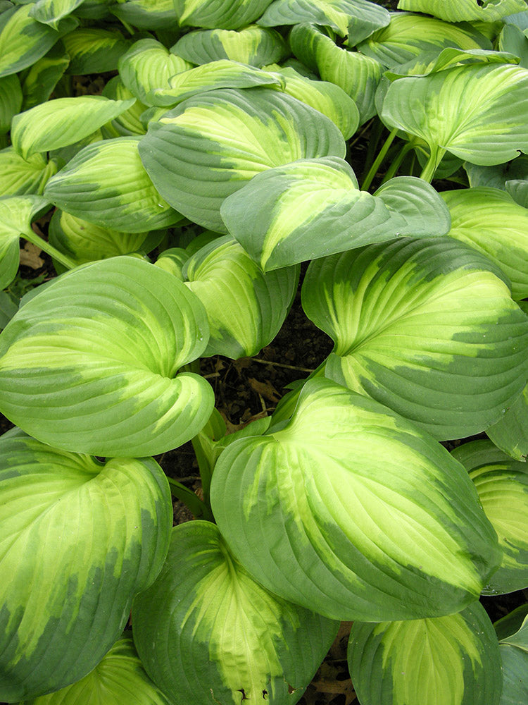 Enchiladas Hosta Plant