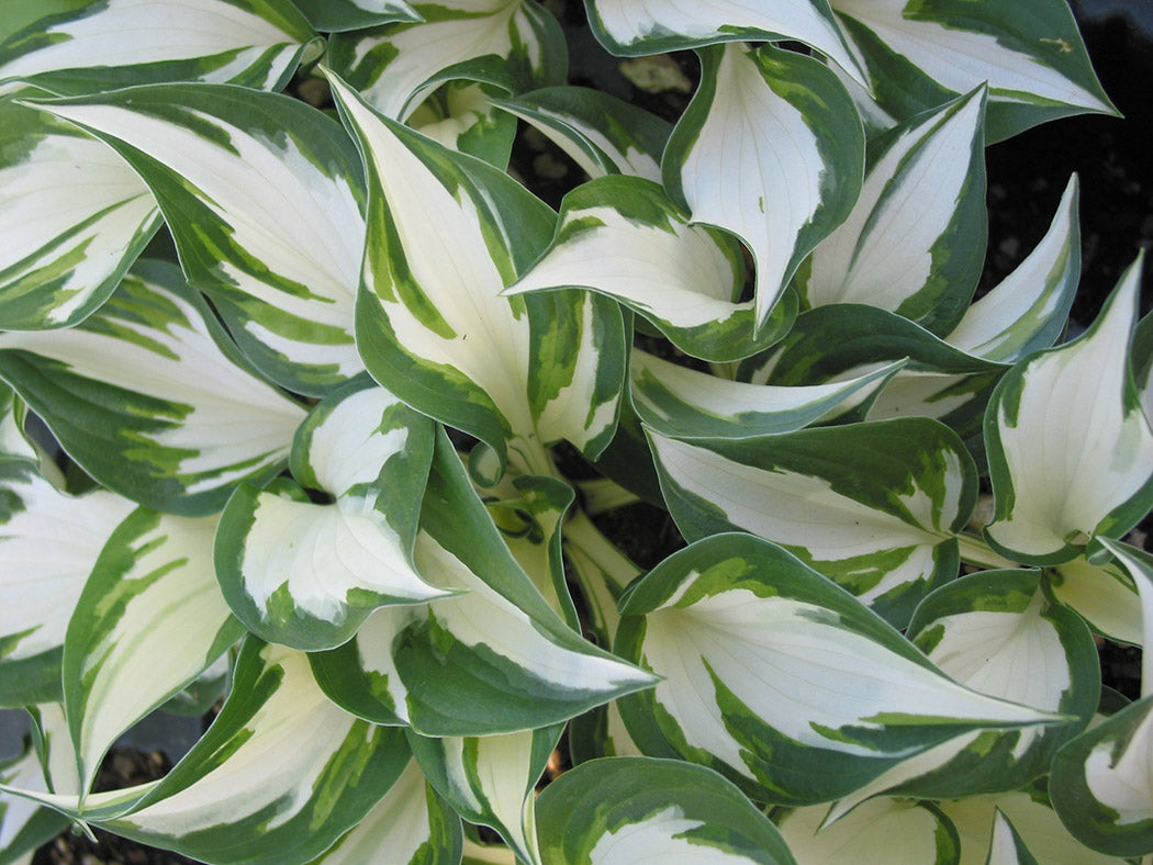 Fire and Ice Hosta Plant