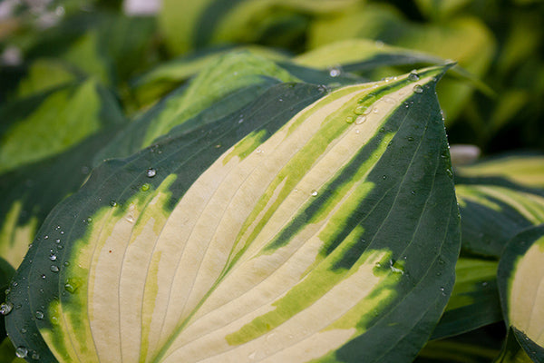 Forbidden Fruit Hosta Plant