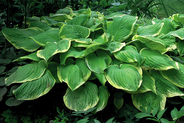 Fragrant Bouquet Hosta Plant