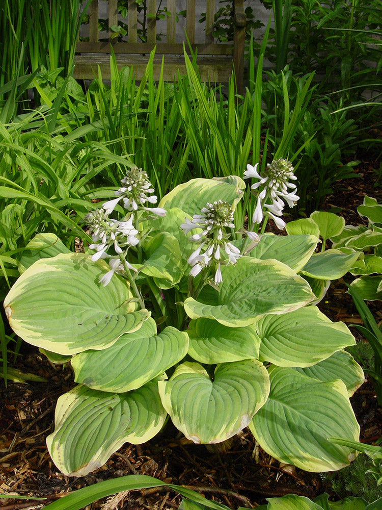 Evergreen Hosta-Like Plants for Year-Round Garden Beauty
