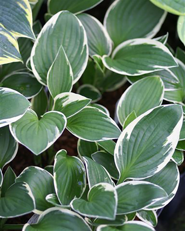 Francee Fortunei Hosta Plant