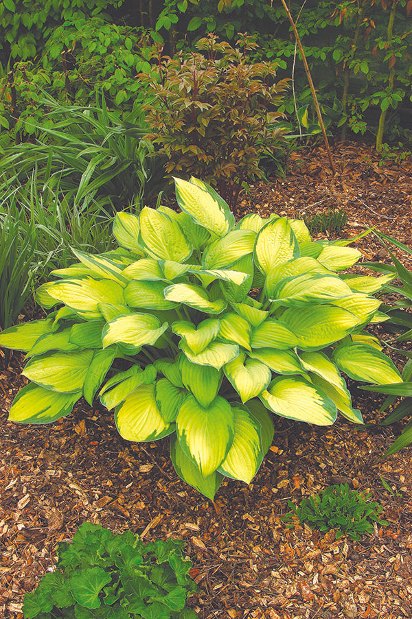 Fortunei Gold Standard Hosta Plant