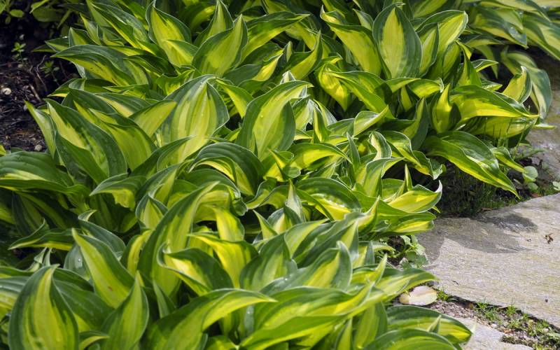 Lakeside Little Tuft Hosta Plant