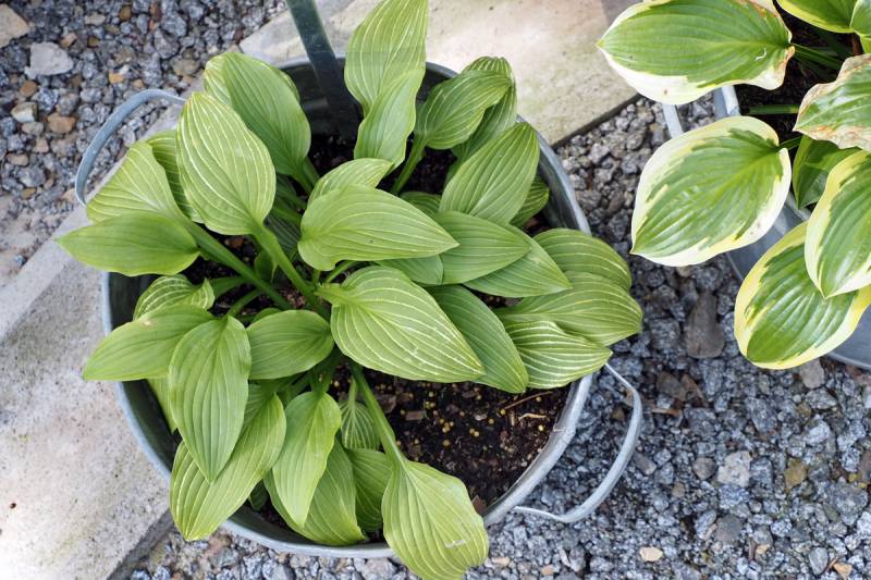 tiger lily hosta Siberian Tiger Hosta Plant – EVERGREEN