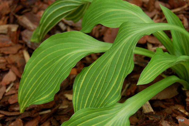 Siberian Tiger Hosta Plant
