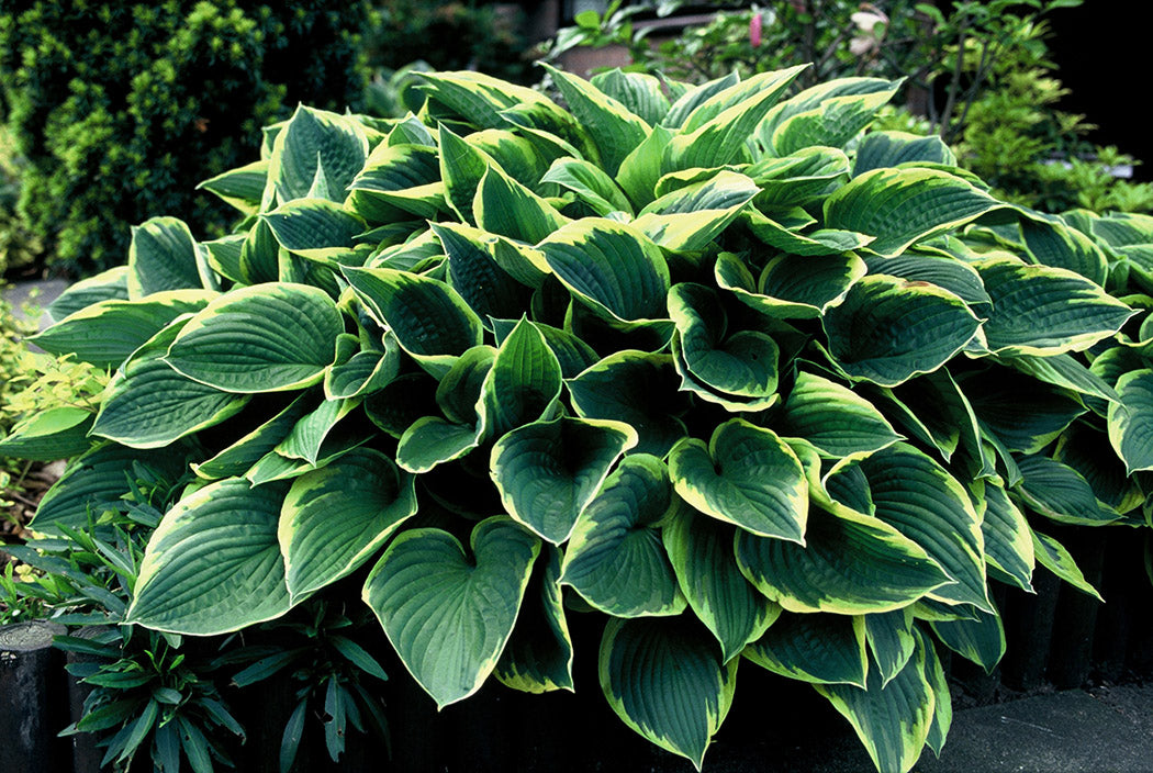 Fortunei Var. Aureomarginata Hosta Plant