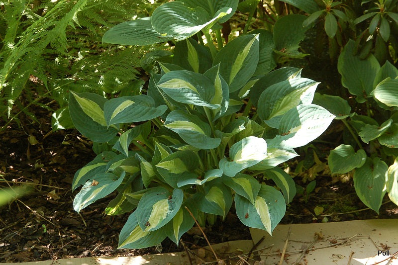 Hot Kiss Hosta Plant