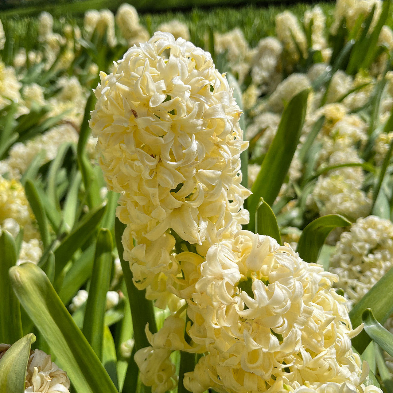 City of Haarlem Hyacinth Bulbs