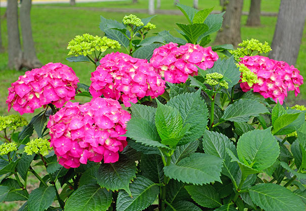 Hydrangea macrophylla Alpenglow Glowing Embers
