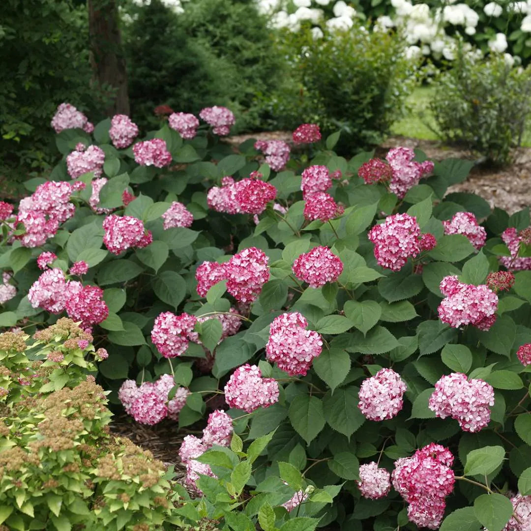 Hydrangea arborescens NCHA3 Invincibelle Ruby