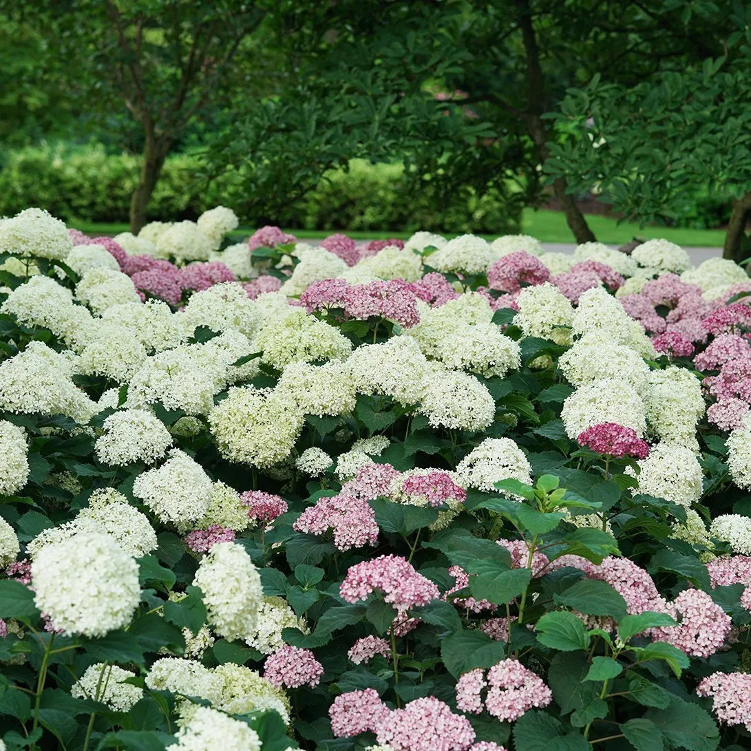 Hydrangea arborescens NCHA8 Invincibelle Limetta