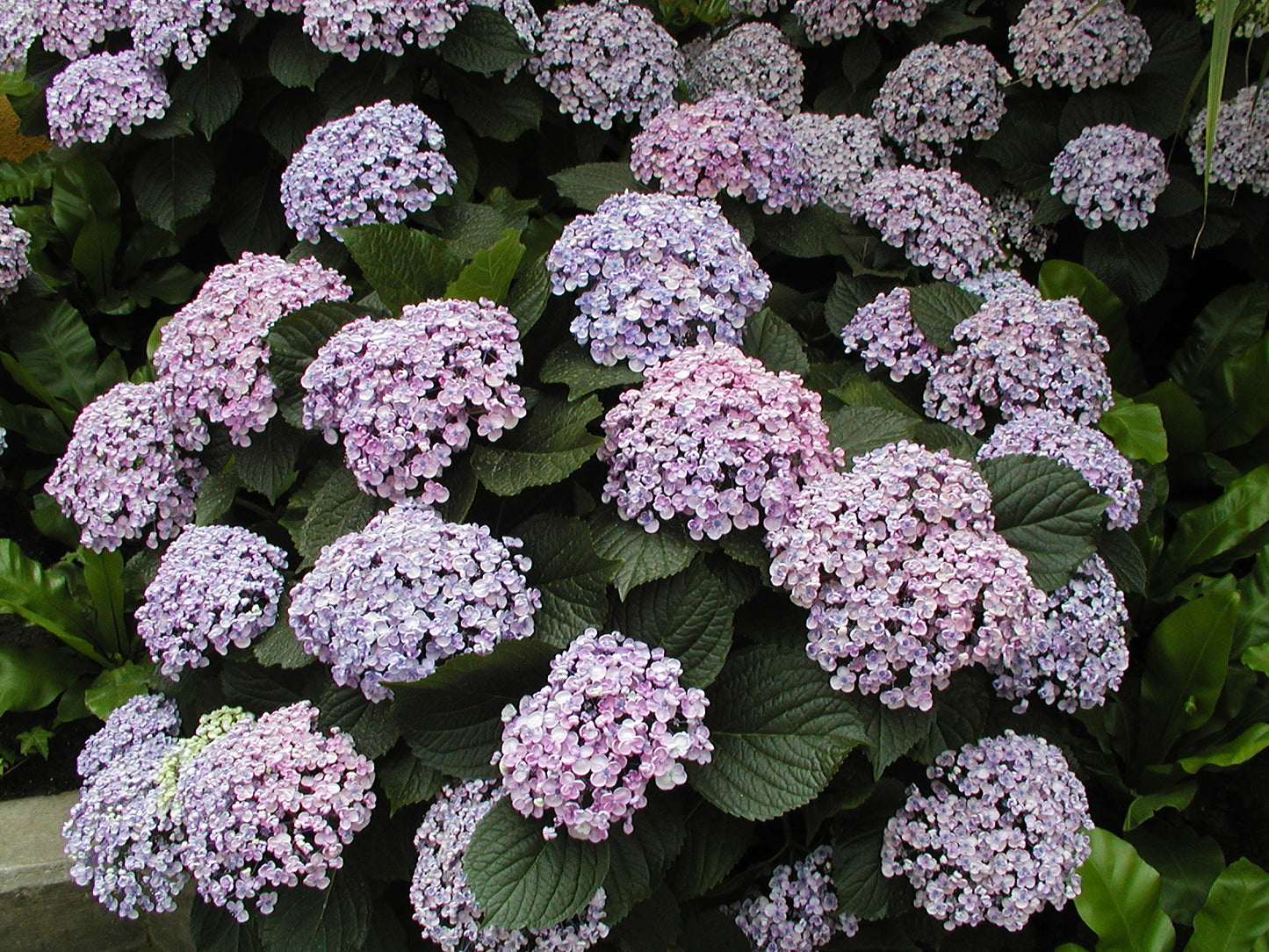 Hydrangea macrophylla Hokomadraq Drama Queen