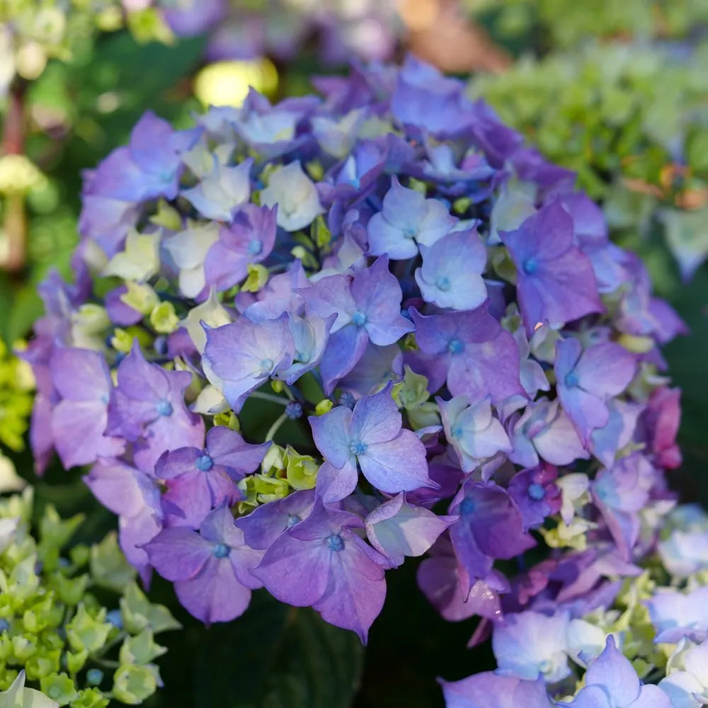 Hydrangea macrophylla SMNHMTB Let’s Dance Loveable