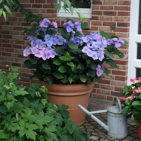Hydrangea macrophylla Tellers Blue