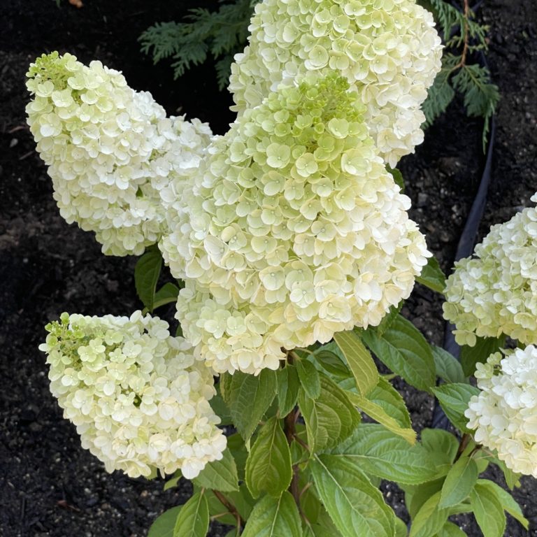 Hydrangea paniculata Kolmakilima Moonrock