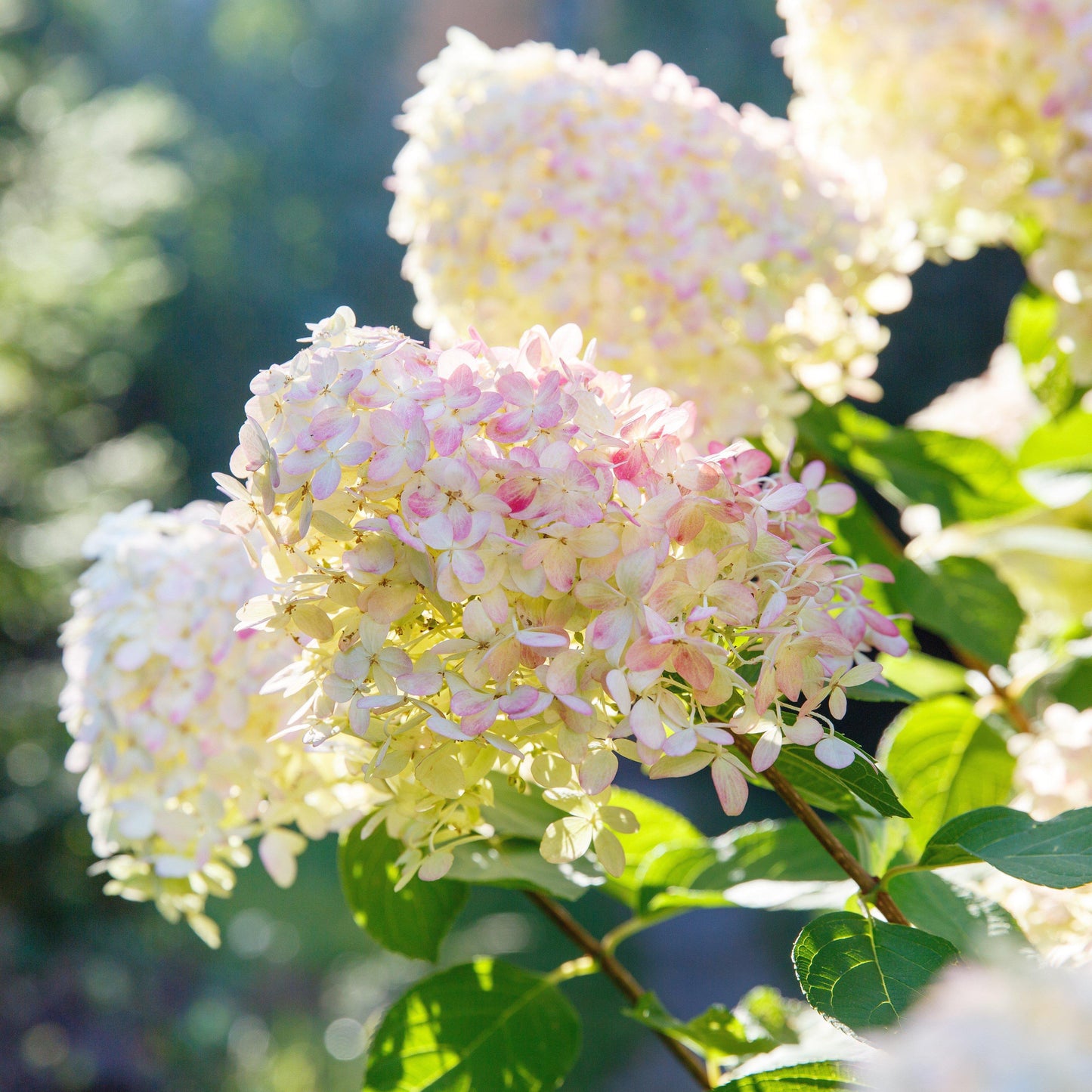 Hydrangea paniculata Bokrathirteen Sweet Summer