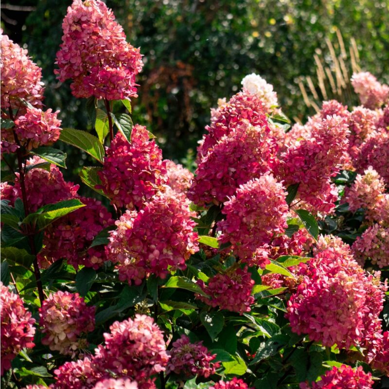 Hydrangea paniculata Bokomabou Bouncy