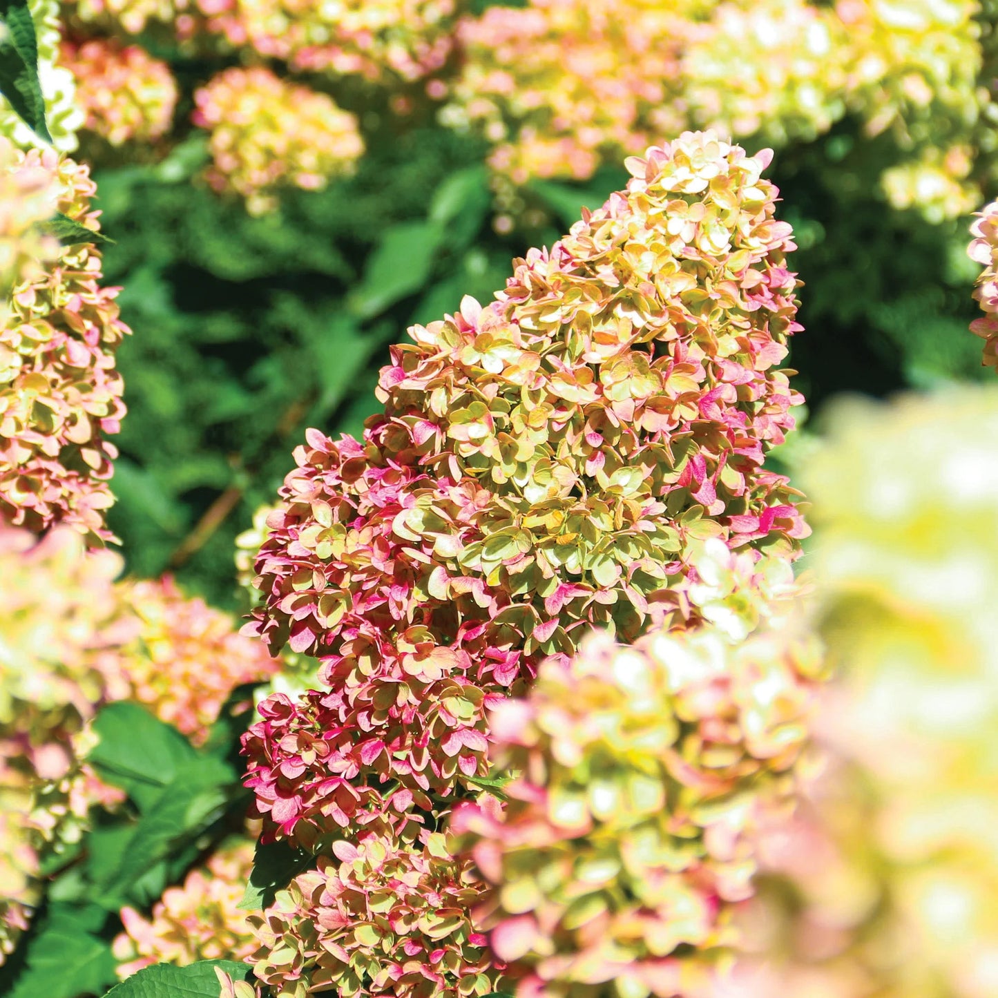 Hydrangea paniculata HYLV17522 Dragon Baby