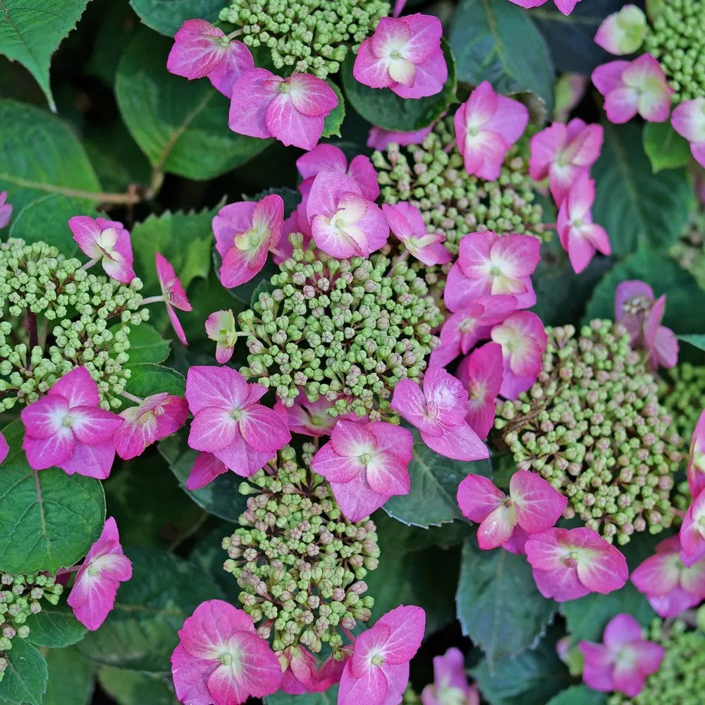 Hydrangea serrata SMNHSG Tuff Stuff Top Fun