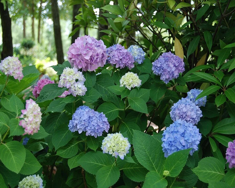Hydrangea macrophylla Penny Mac