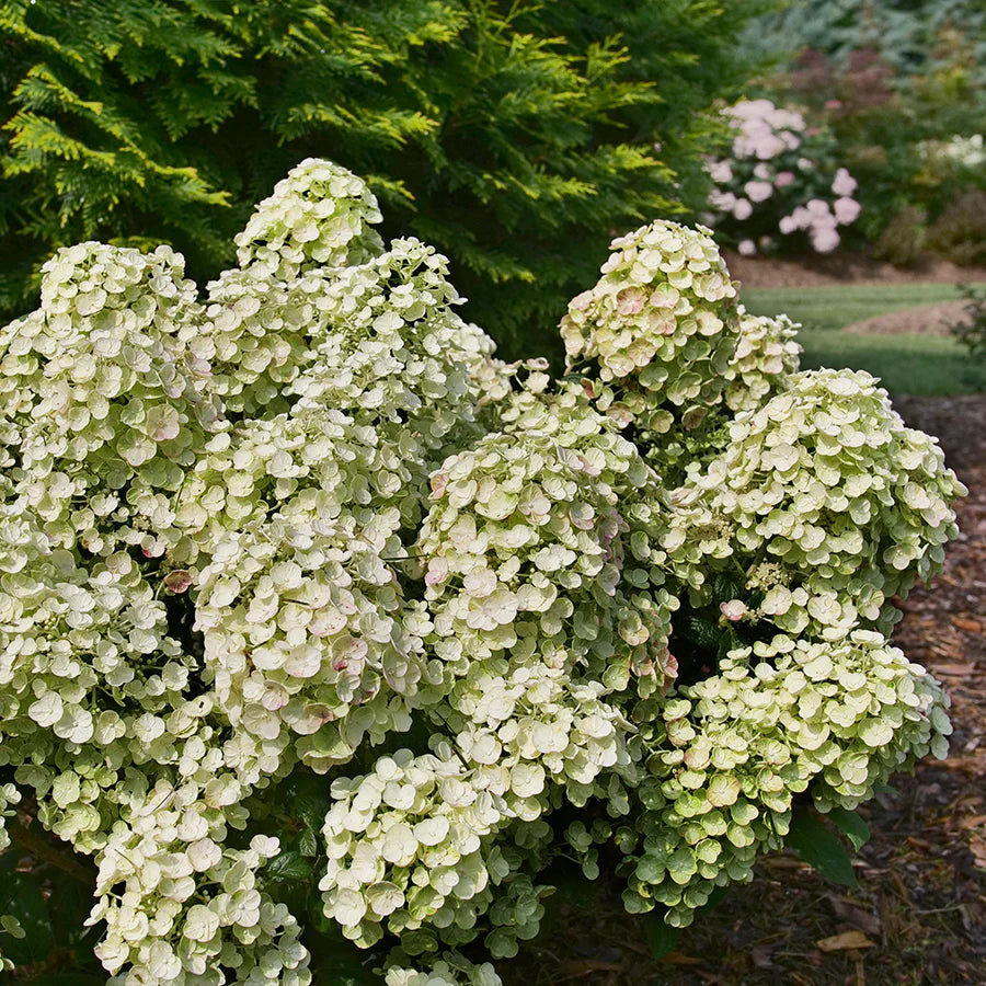 Hydrangea paniculata Tiny Quick Fire