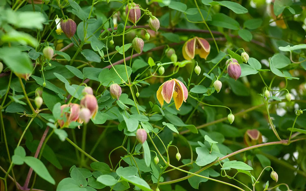My Angel Clematis Vine
