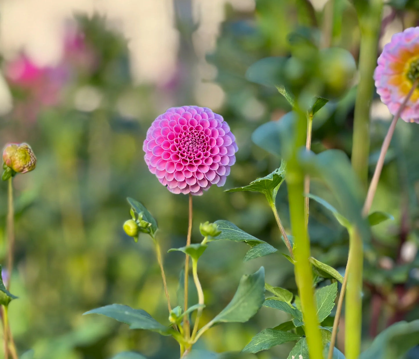 photo credits: cutflowersbymaggie.com