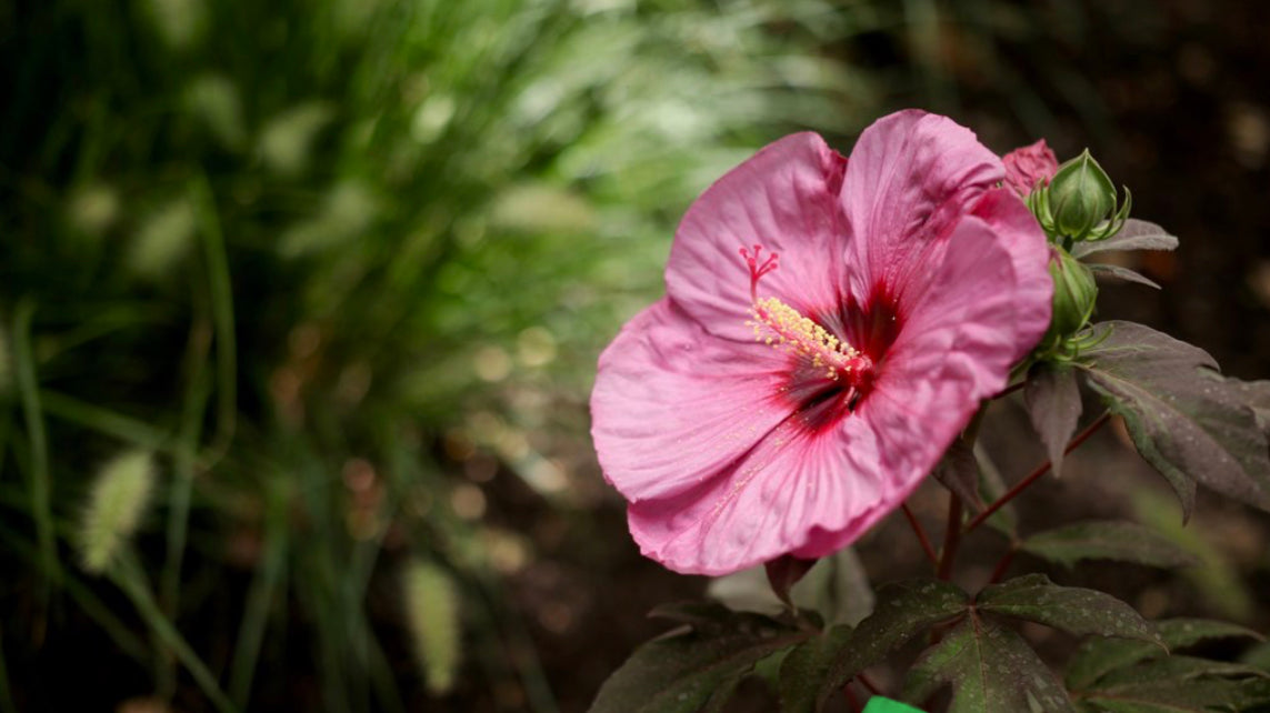 Berry Awesome Rose Mallow Hibiscus Plants