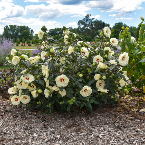 French Vanilla Rose Mallow Hibiscus Plants