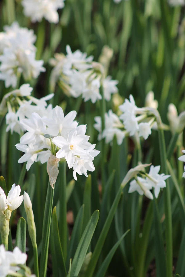 Inbal Paperwhite Bulbs