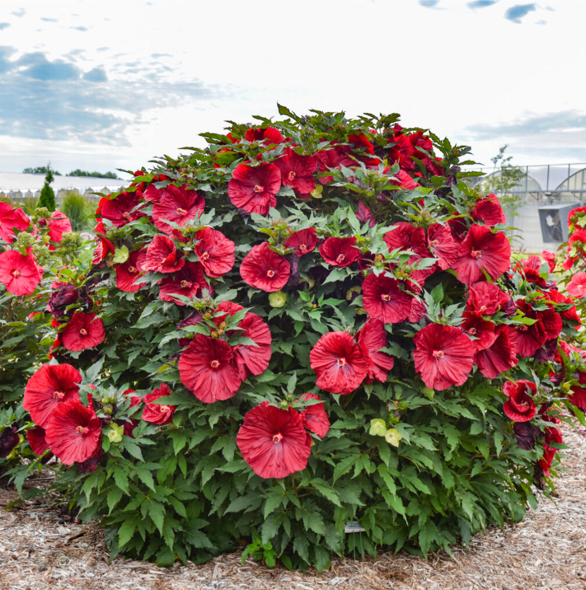 Blackberry Merlot Rose Mallow Hibiscus Plants