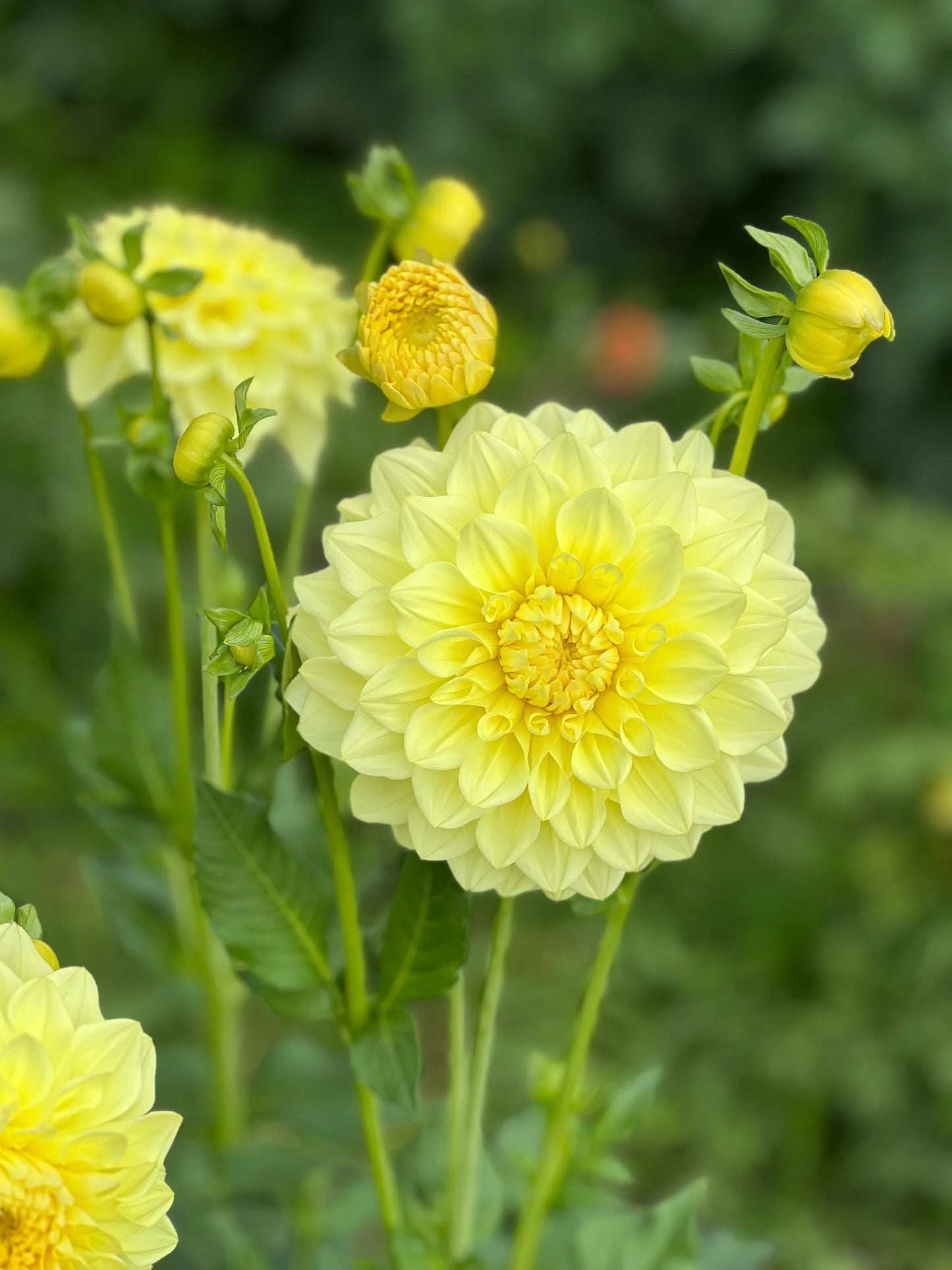 photo credits: cutflowersbymaggie.com