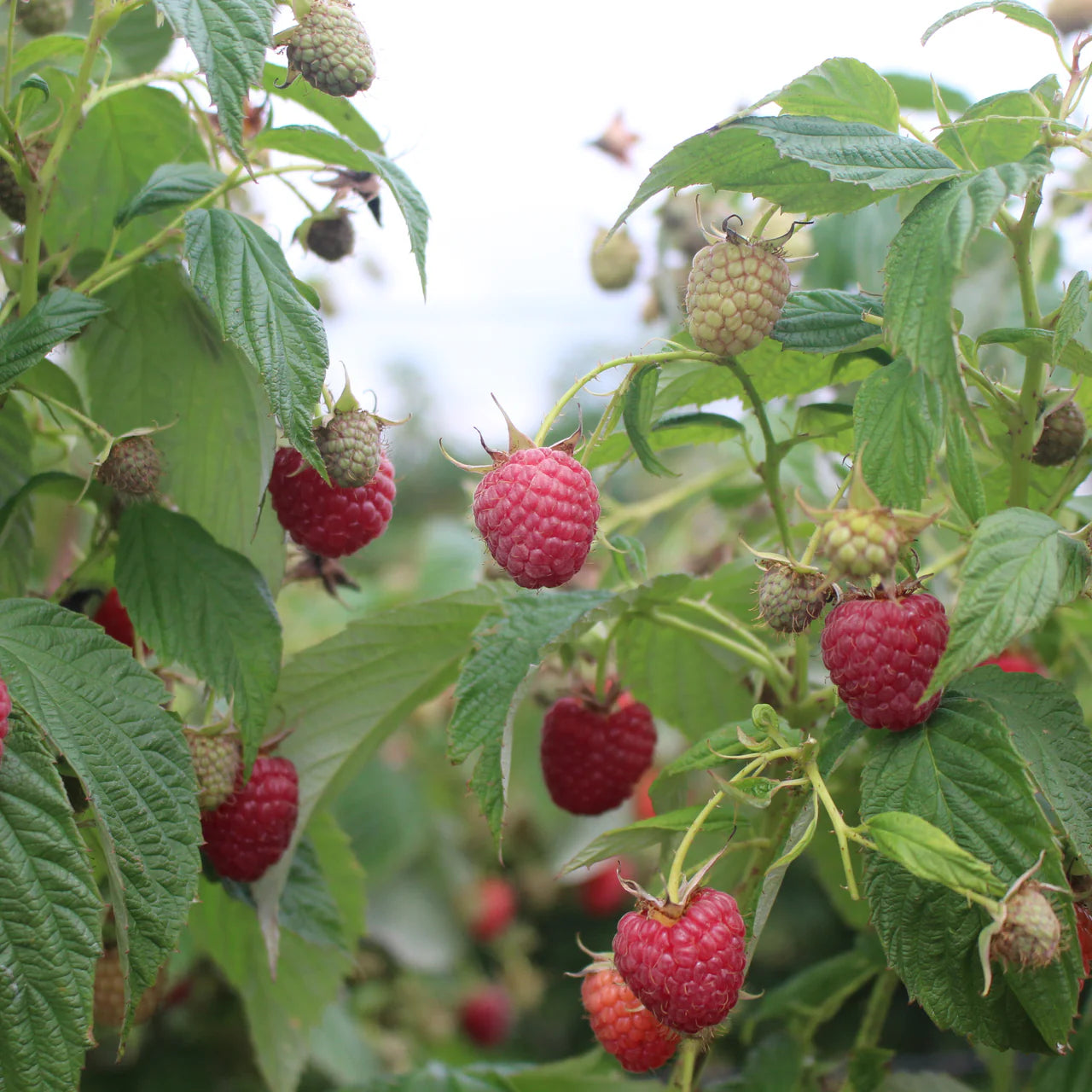 Imara® Raspberry Plant Plants online shopping
