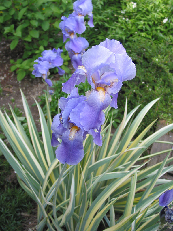 Iris pallida Albovariegata