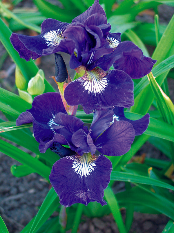 Iris Sibirica Ruffled Velvet
