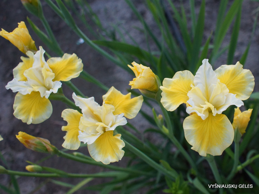 Iris Sibirica Solar Energy