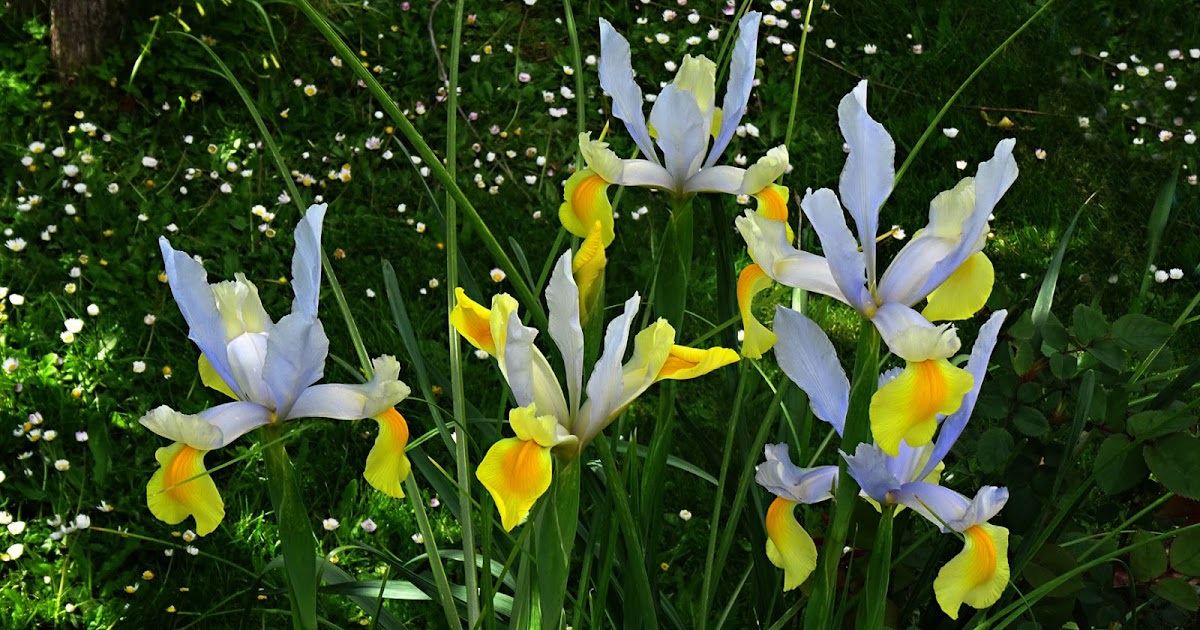 Symphony Dutch Iris Bulbs