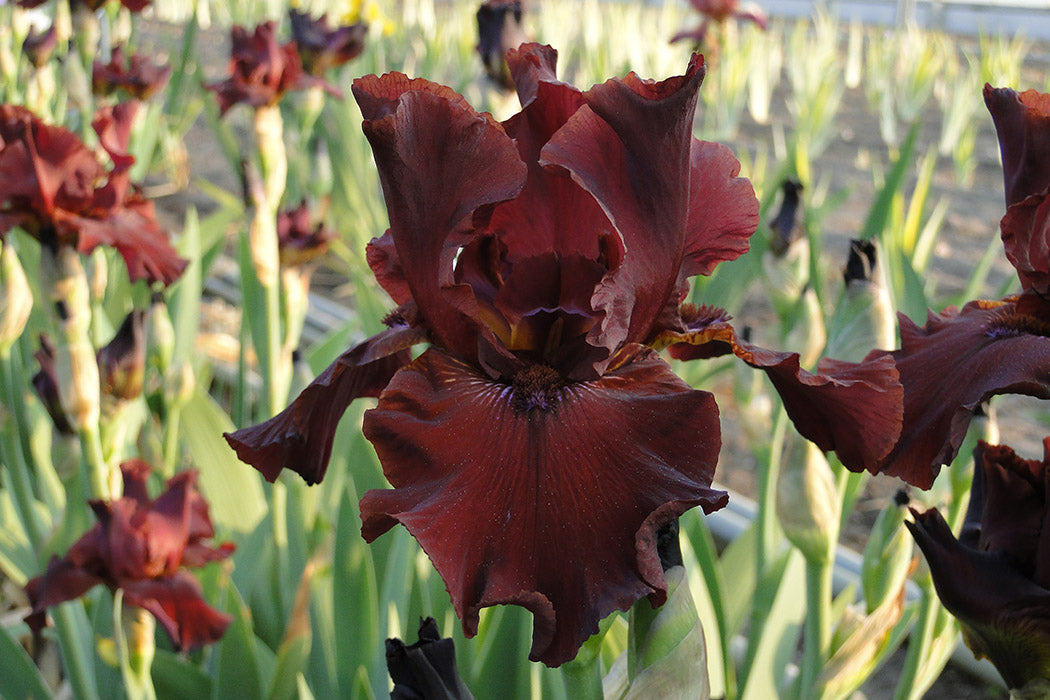 Iris x germanica Almaden