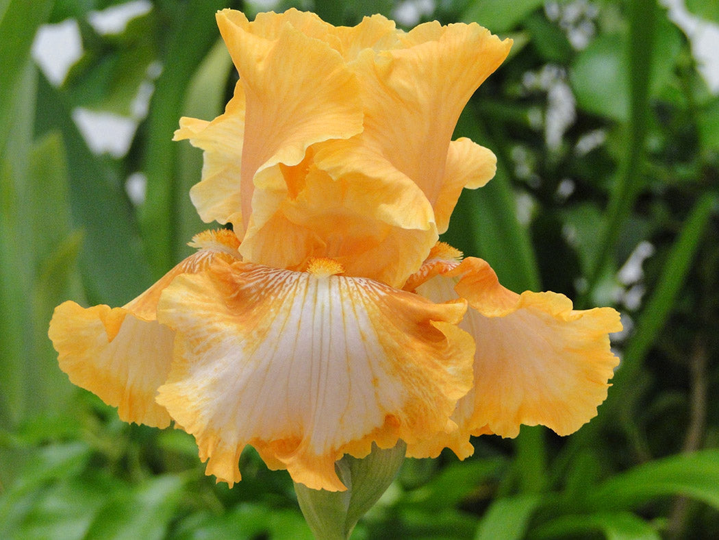 Iris x germanica Cajun Rhythm