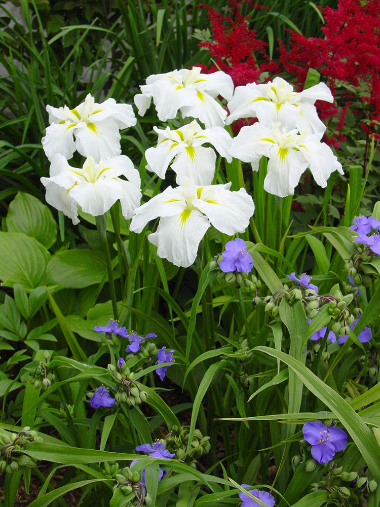 Iris ensata Gold Bound