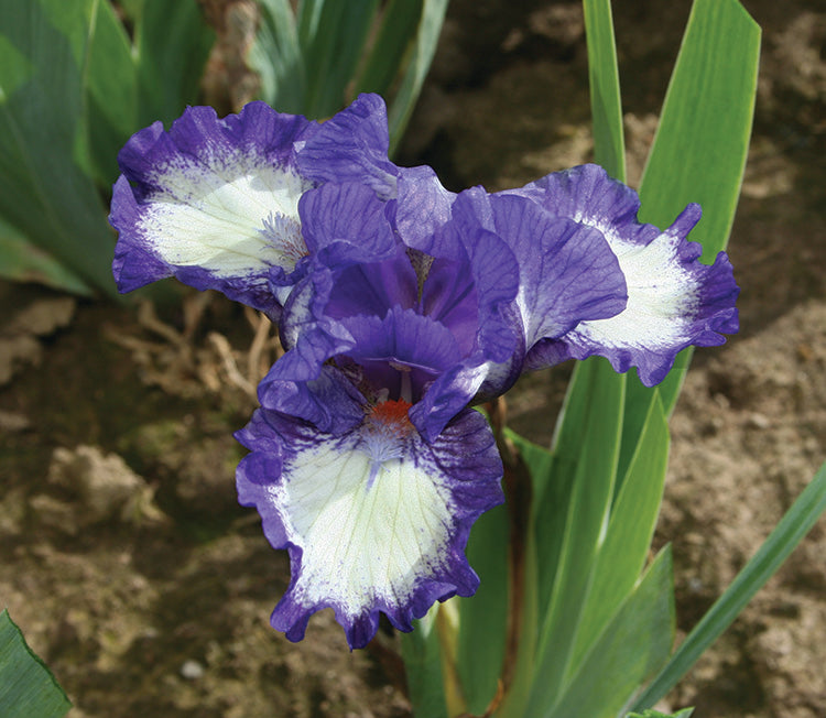 Iris pumila Freeze Frame