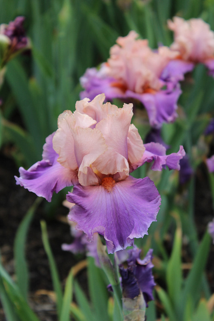 Iris x germanica Discovered Treasure