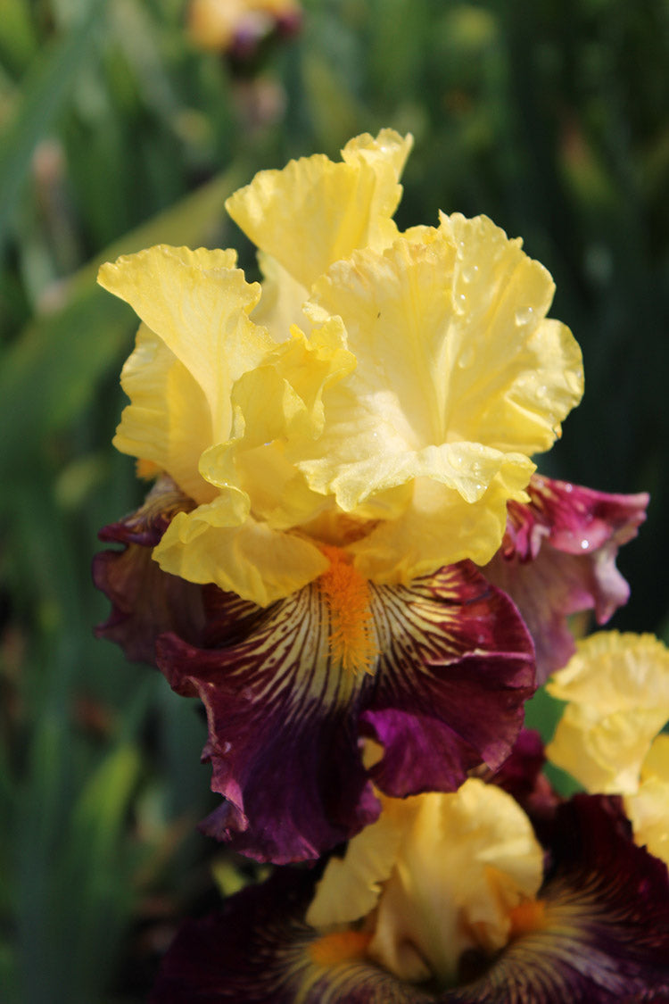 Iris x germanica Pirate Ahoy