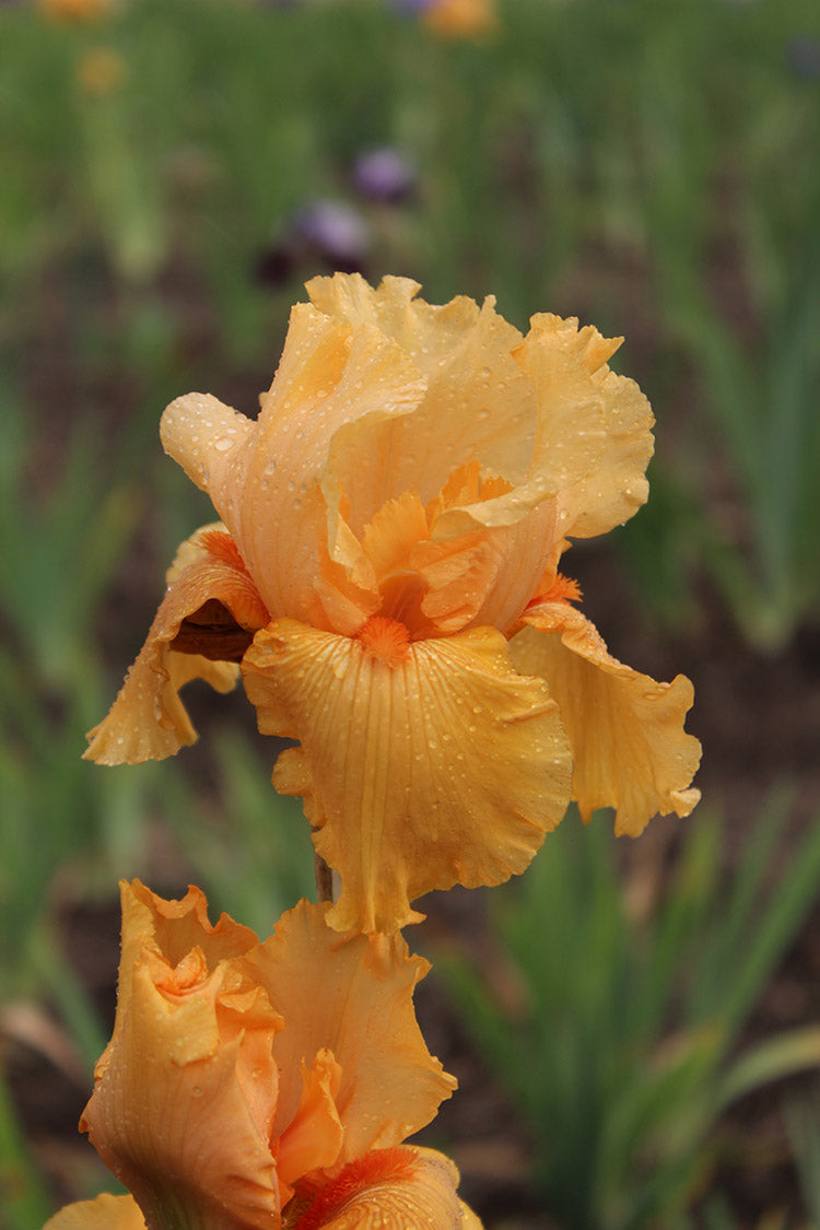 Iris x germanica Skyfire