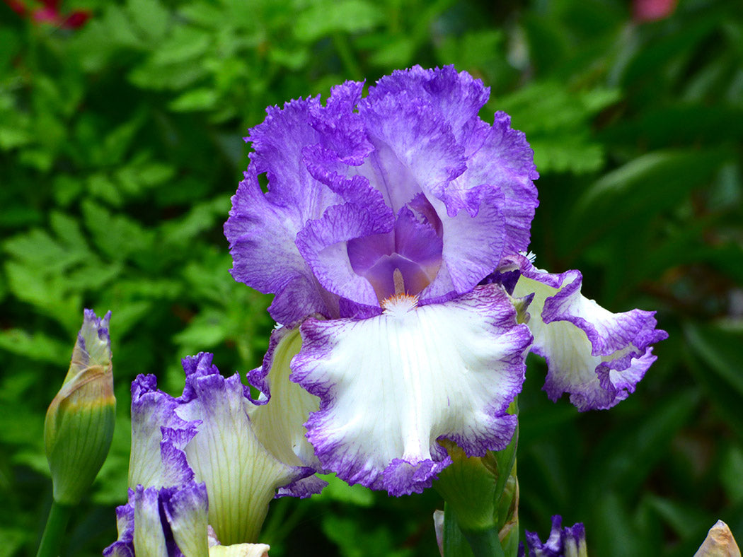 Iris x germanica Girly Girl